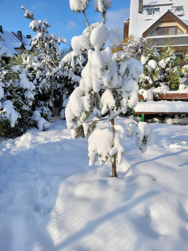 śnieg na drzewku